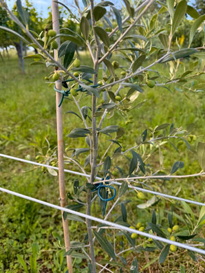 Neu im April
                    gepflanzte Arbequina mit gut entwickelten Frchten.