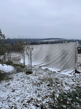 Vliesabdeckung der Arbequinas 11. Januar 2�26