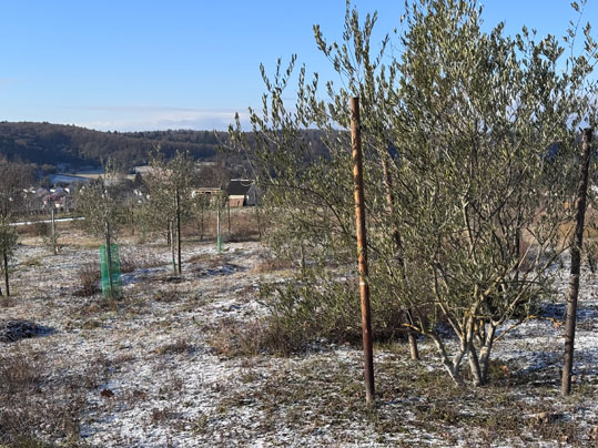 Frostig nach
                Schneefall am 3. Januar 2026