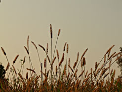 Gräser im
                Sonnenuntergang