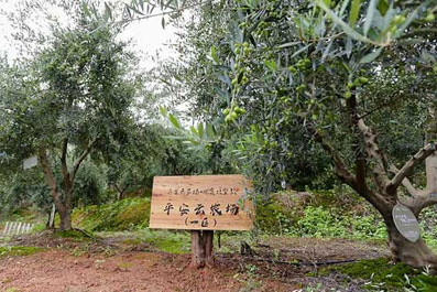 Klippendorf in China, Provinz Sichuan, 50jährige
              Oliven