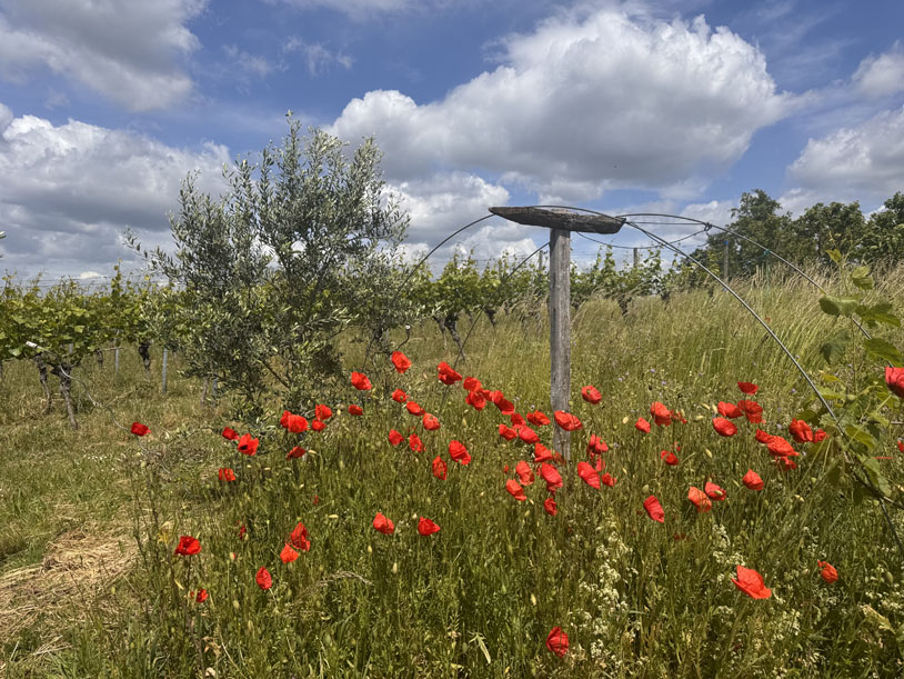 Mohn bei der Aglandaou von 2021