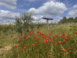 Mohn bei Aglandaou 2025