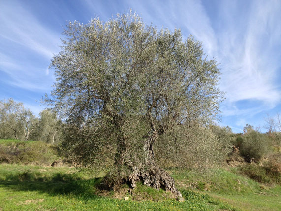 Uralte Olive bei Seggiano