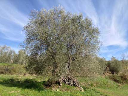 Uralter Olivenbaum
              bei Seggiano 2018