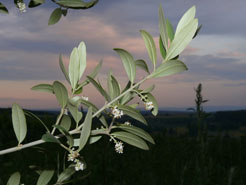 Olivenblüte 2008
