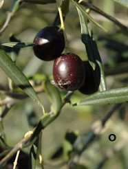 Olivenfliege