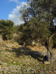 Olivenanbau auf
                Naxos