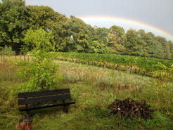 Regenbogen bei
                der Olivenwiese 2015