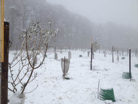 Schneefall im
              Olivenhain Ende Februar 2016