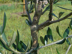 Seggianes
                Olivenbaum Holz Frostschäden