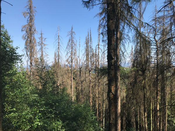 Tote Fichten im Teutoburger Wald 2020
