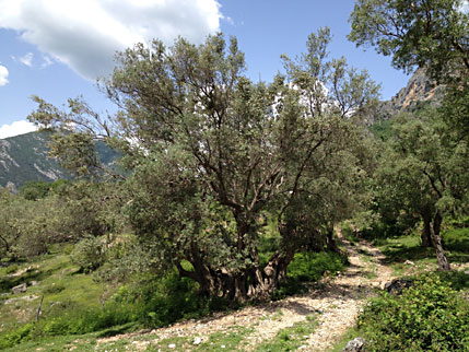 3000jährige Olive Tujan
