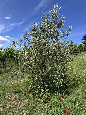 Aglandaou von 2021
              am 01. Juni 2026 in voller Bl�te